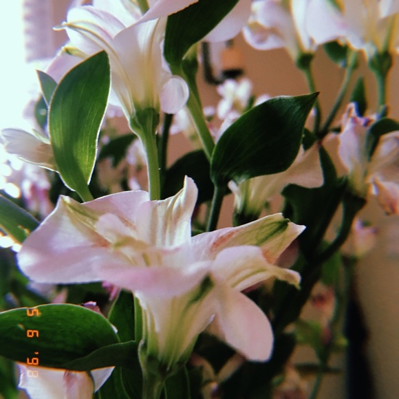 Meet your Posher, Lauren - Picture 2 of 8